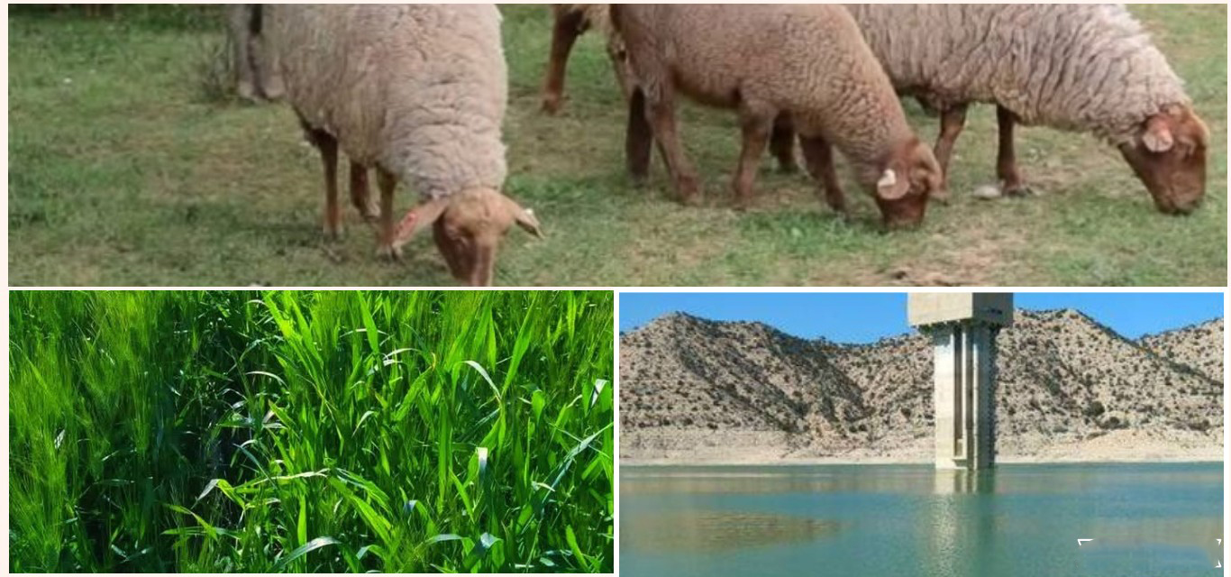  رئيس الاتحاد الجهوي للفلاحة بالقيروان لـ"الصباح نيوز": الأمطار الأخيرة نافعة ولم تسجل أضرار فلاحية